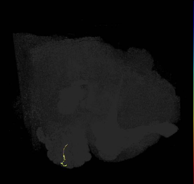 ORN_VM5v (FlyEM-HB:2011701376)