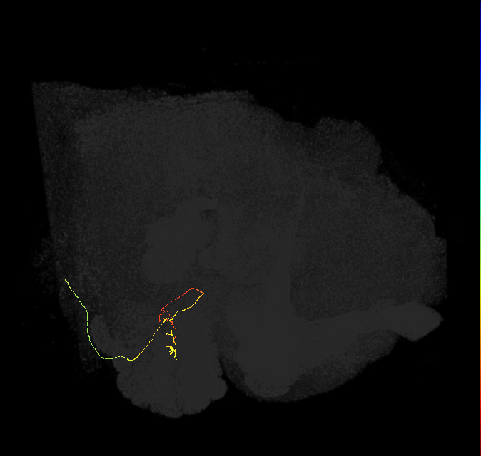 ORN_VM7d (FlyEM-HB:1758664807)