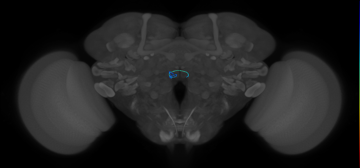 ORN_VM7d_R (FlyEM-HB:1949359185)