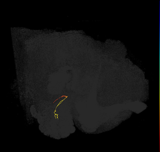 ORN_VM7d (FlyEM-HB:1758332523)