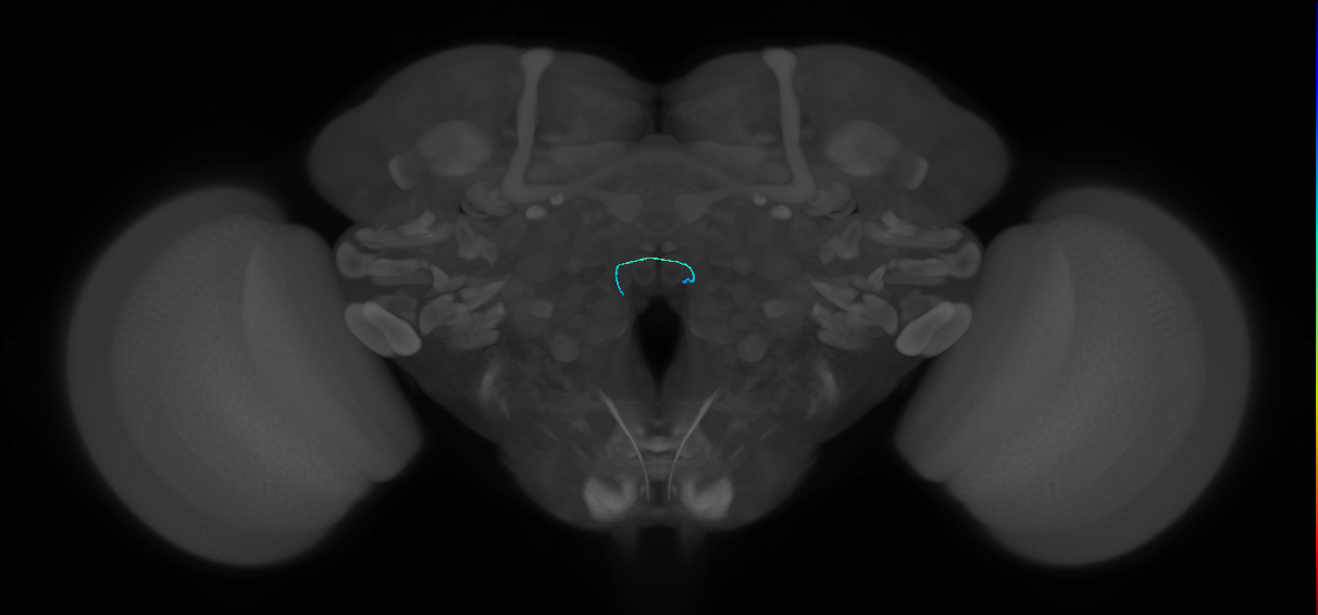 ORN_VM7d (FlyEM-HB:1820720998)