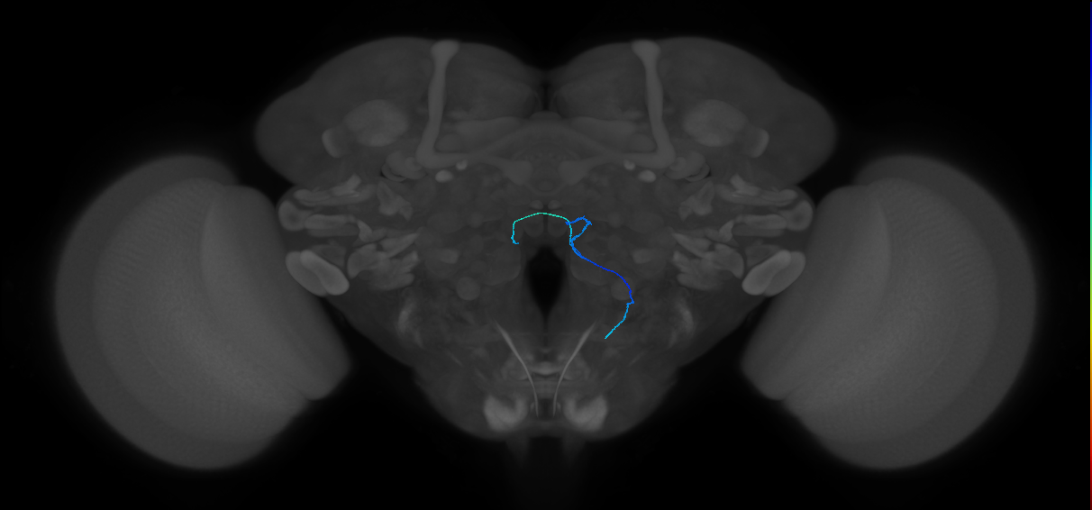 ORN_VM7d (FlyEM-HB:1821403502)