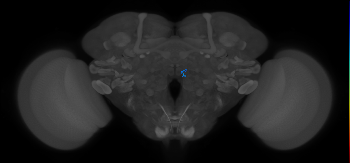 ORN_VM7d (FlyEM-HB:1947584968)