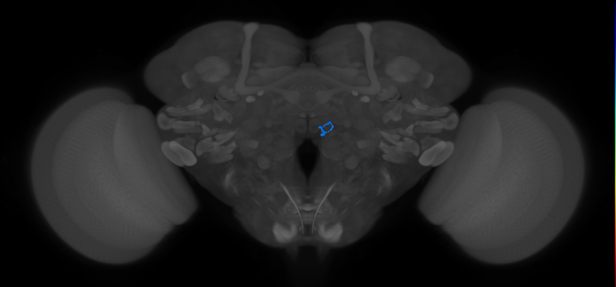 ORN_VM7d (FlyEM-HB:1947926093)