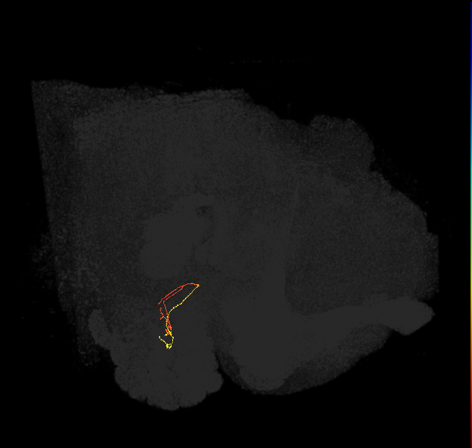 ORN_VM7d (FlyEM-HB:1945608021)