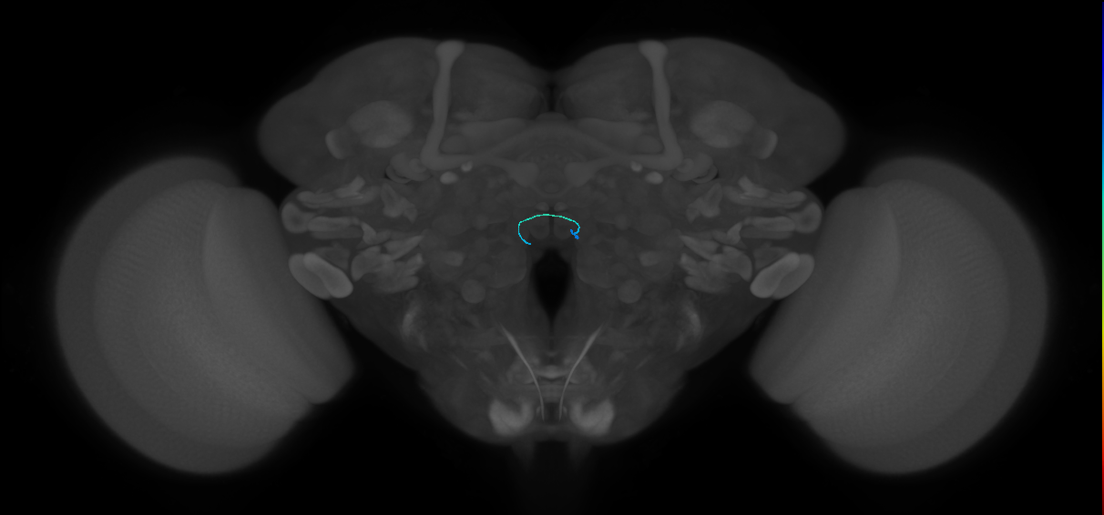 ORN_VM7d (FlyEM-HB:1758327834)