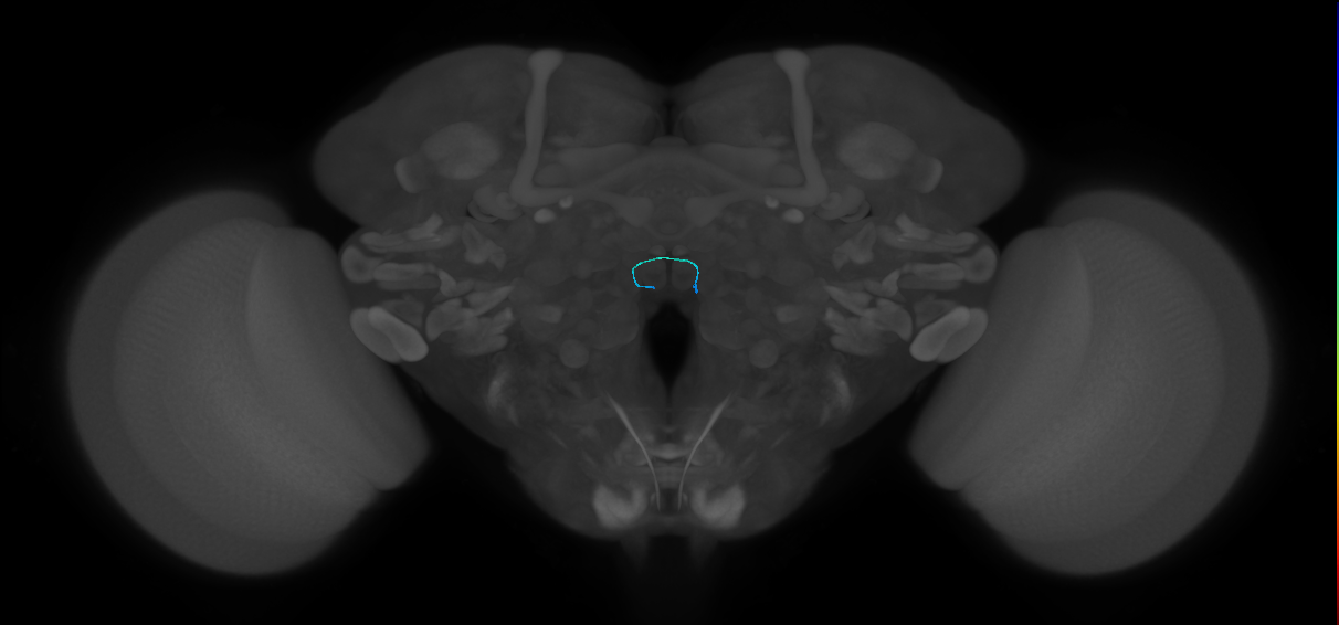 ORN_VM7d (FlyEM-HB:1821744519)