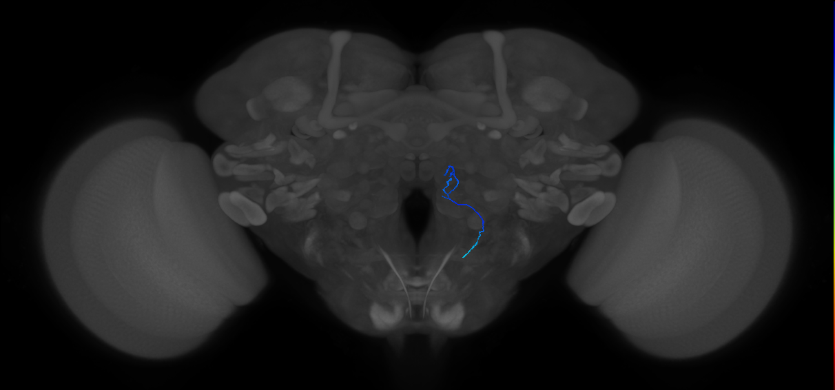 ORN_VM7v_R (FlyEM-HB:1980653016)