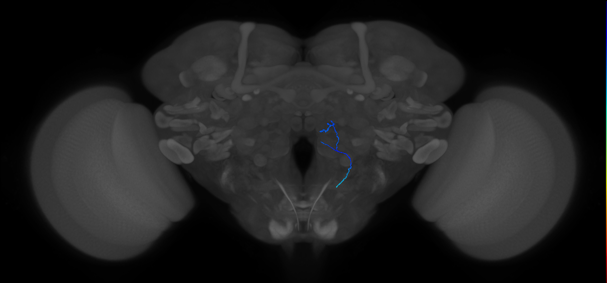 ORN_VM7v_R (FlyEM-HB:1980640296)