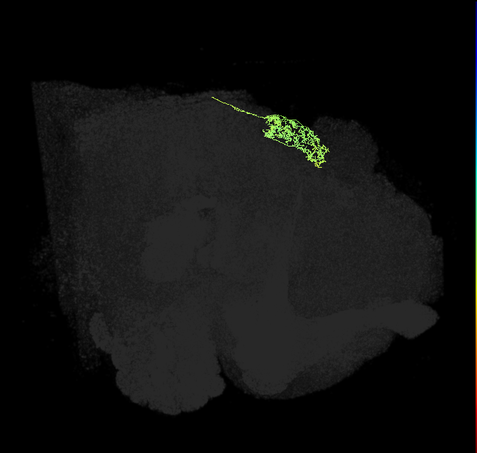 adult intrinsic protocerebral bridge 4 glomeruli neuron