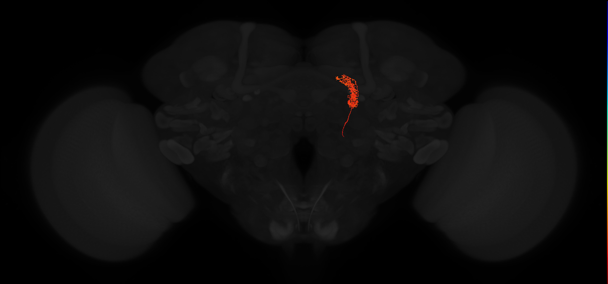 adult intrinsic protocerebral bridge 4 glomeruli neuron