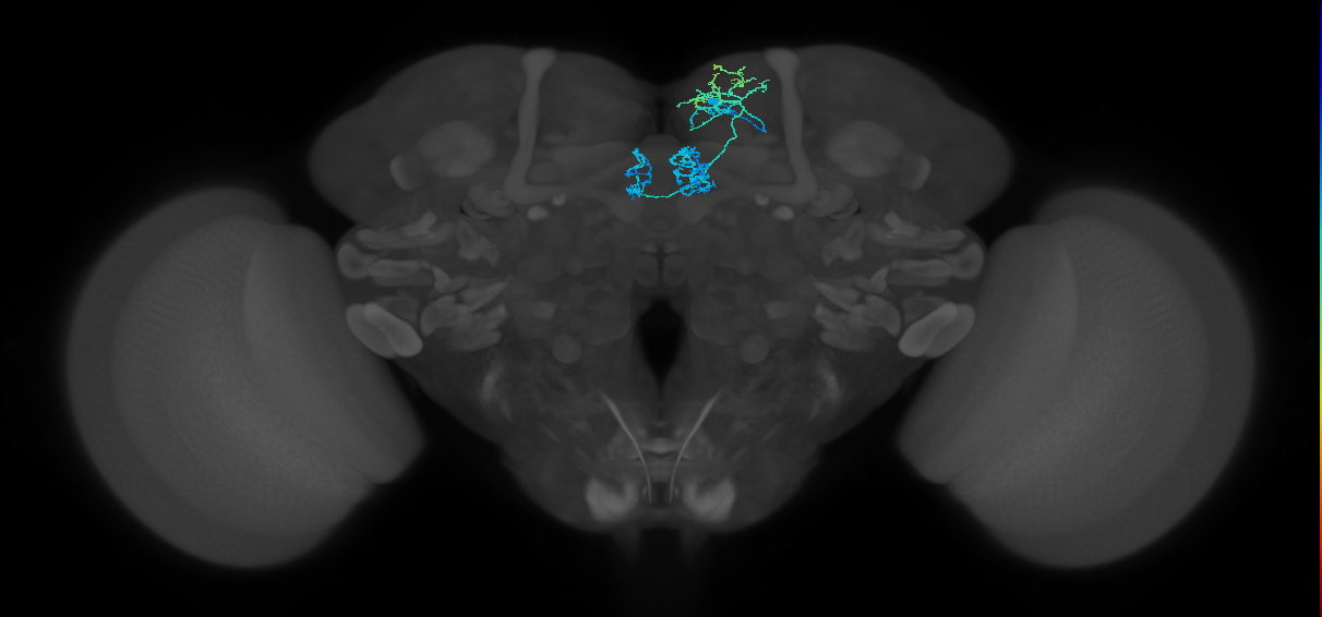 PAM01_a(y5)_R (FlyEM-HB:487899562)