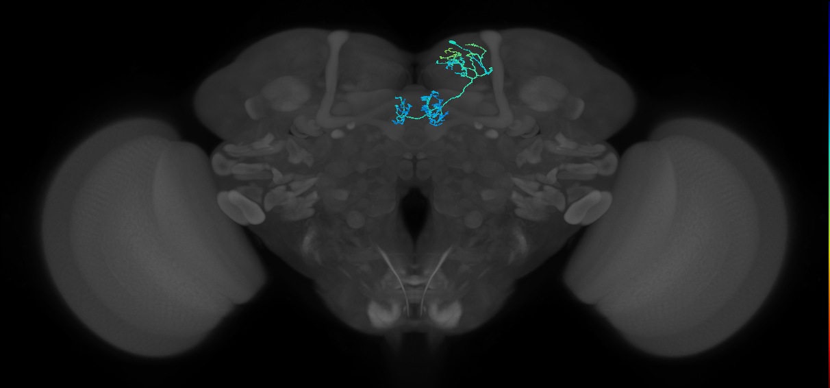 PAM01_a(y5)_R (FlyEM-HB:488559952)