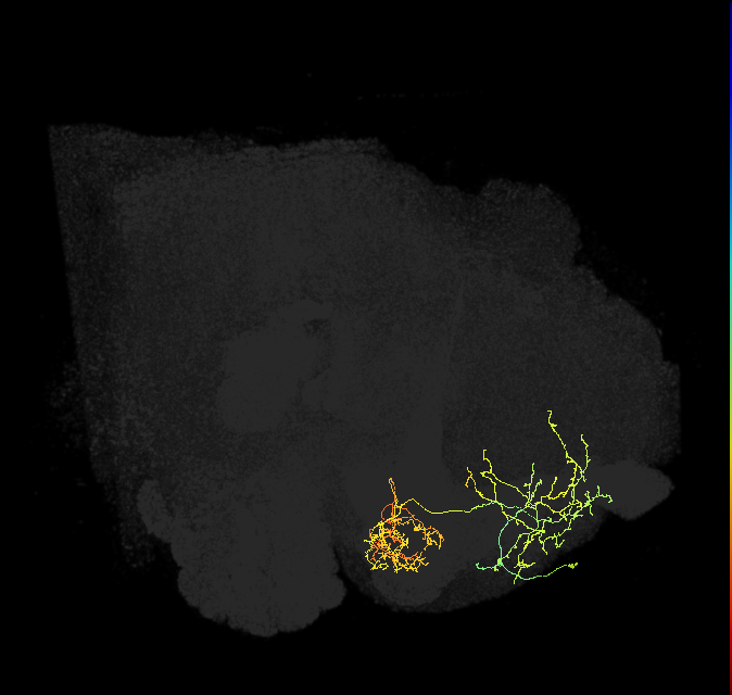 PAM01_a(y5)_R (FlyEM-HB:1204124270)