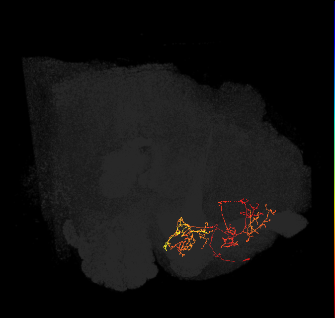 PAM01_a(y5)_L (FlyEM-HB:5813033215)