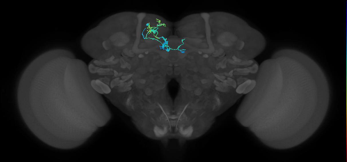 PAM01_a(y5)_L (FlyEM-HB:5813033215)