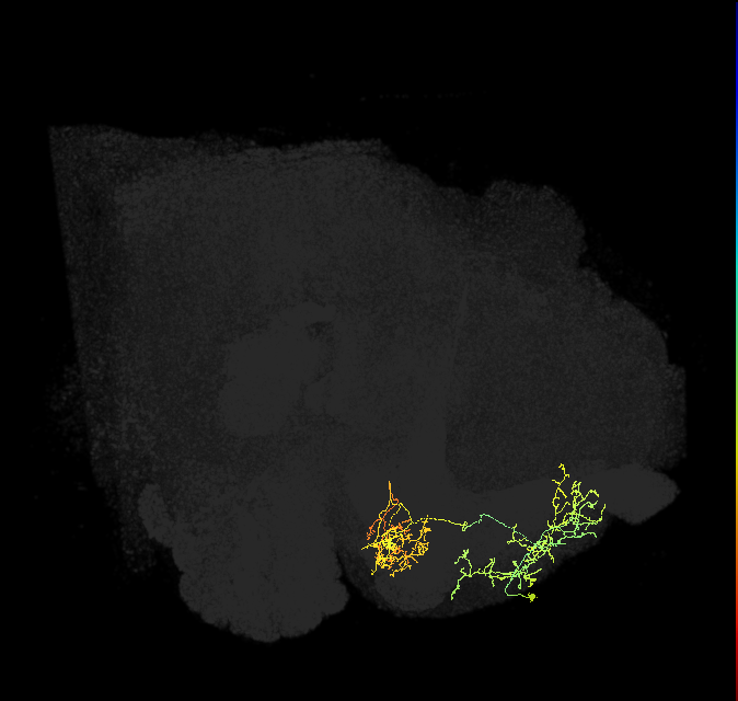 PAM01_a(y5)_R (FlyEM-HB:1109957857)