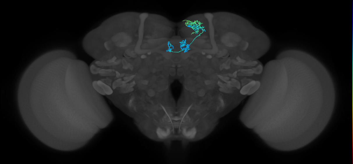 PAM01_a(y5)_R (FlyEM-HB:1266871604)