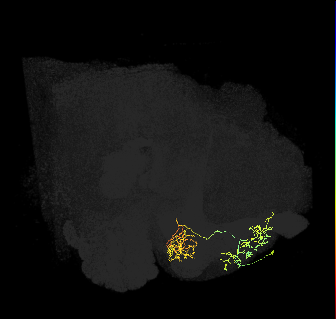 PAM01_a(y5)_R (FlyEM-HB:1047525093)