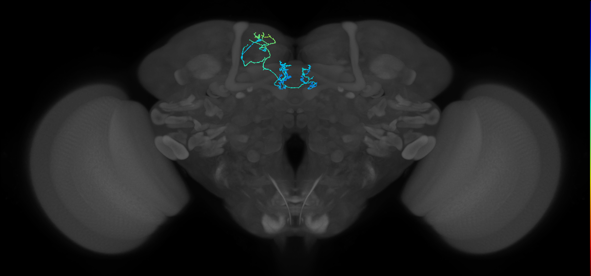 PAM01_a(y5)_L (FlyEM-HB:550408954)