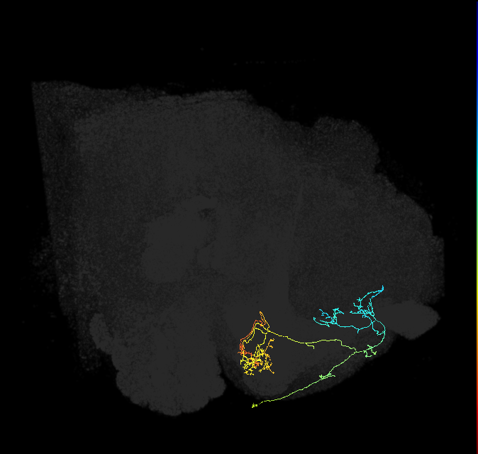 PAM01_a(y5)_R (FlyEM-HB:1203070528)
