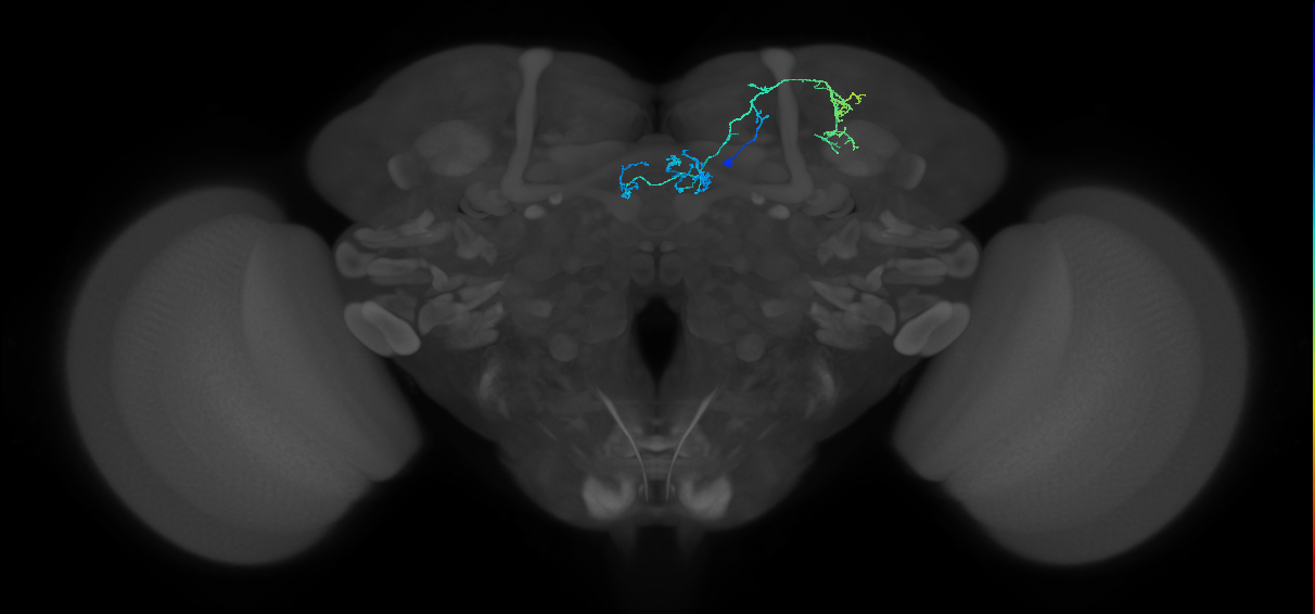 PAM01_a(y5)_R (FlyEM-HB:1203070528)