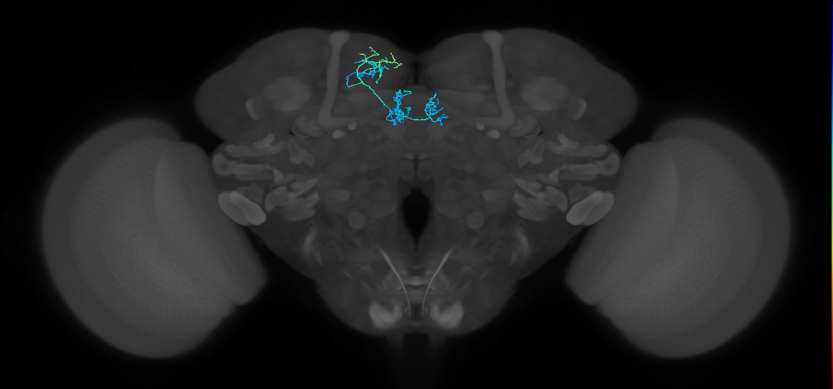PAM01_a(y5)_L (FlyEM-HB:5812979560)