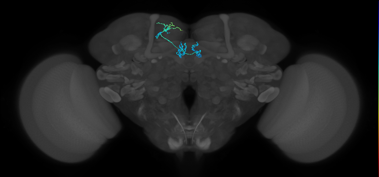 PAM01_a(y5)_L (FlyEM-HB:645224664)