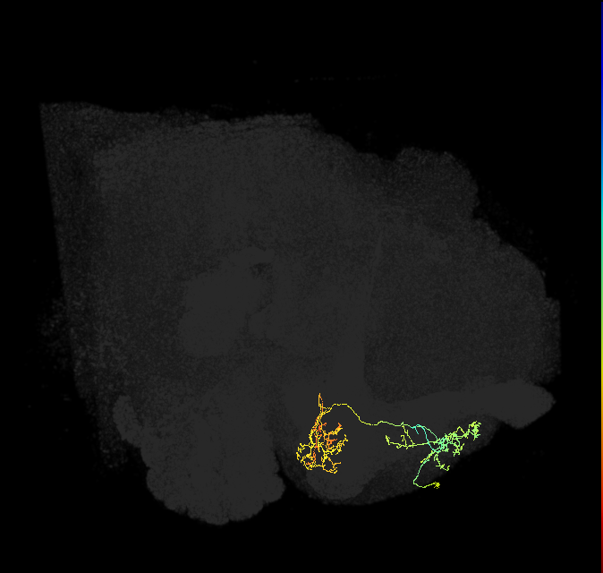 PAM01_a(y5)_R (FlyEM-HB:1233428010)