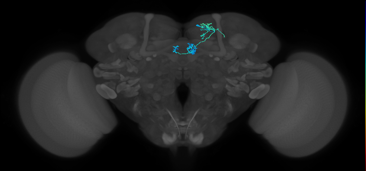 PAM01_a(y5)_R (FlyEM-HB:1233428010)