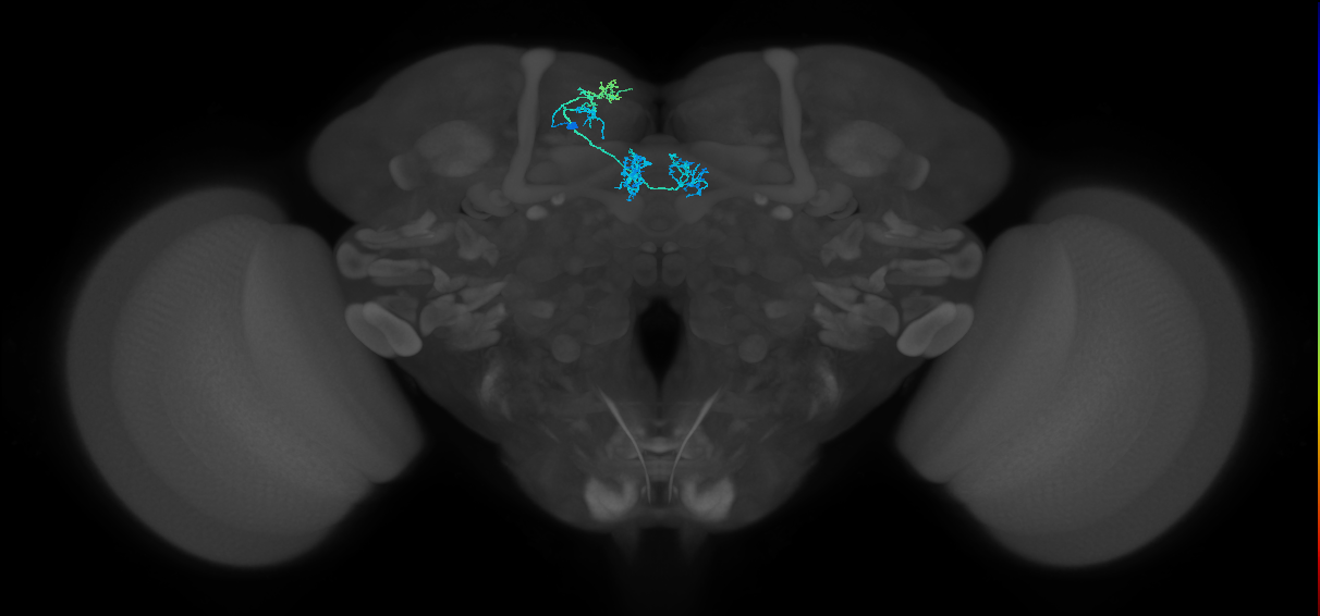 PAM01_a(y5)_L (FlyEM-HB:643142863)