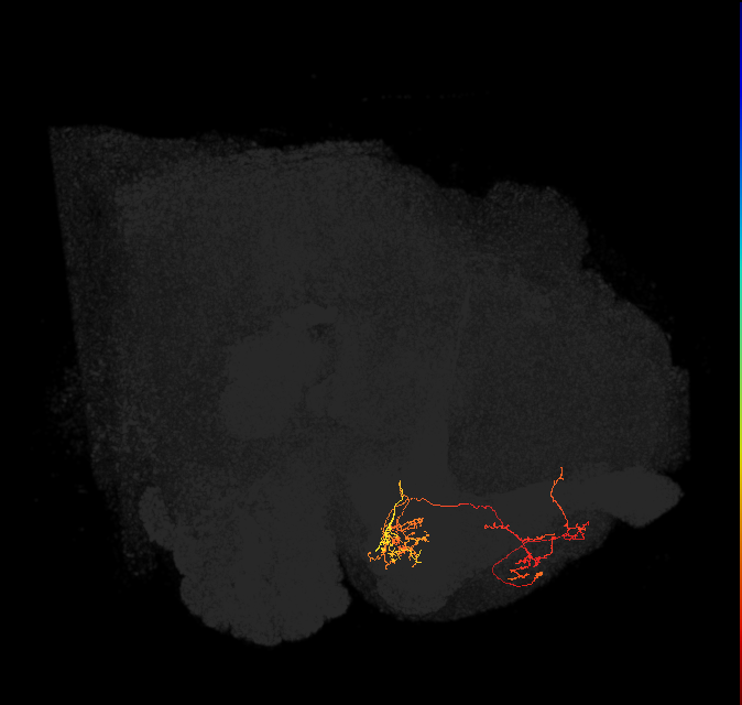 PAM01_a(y5)_L (FlyEM-HB:644870768)