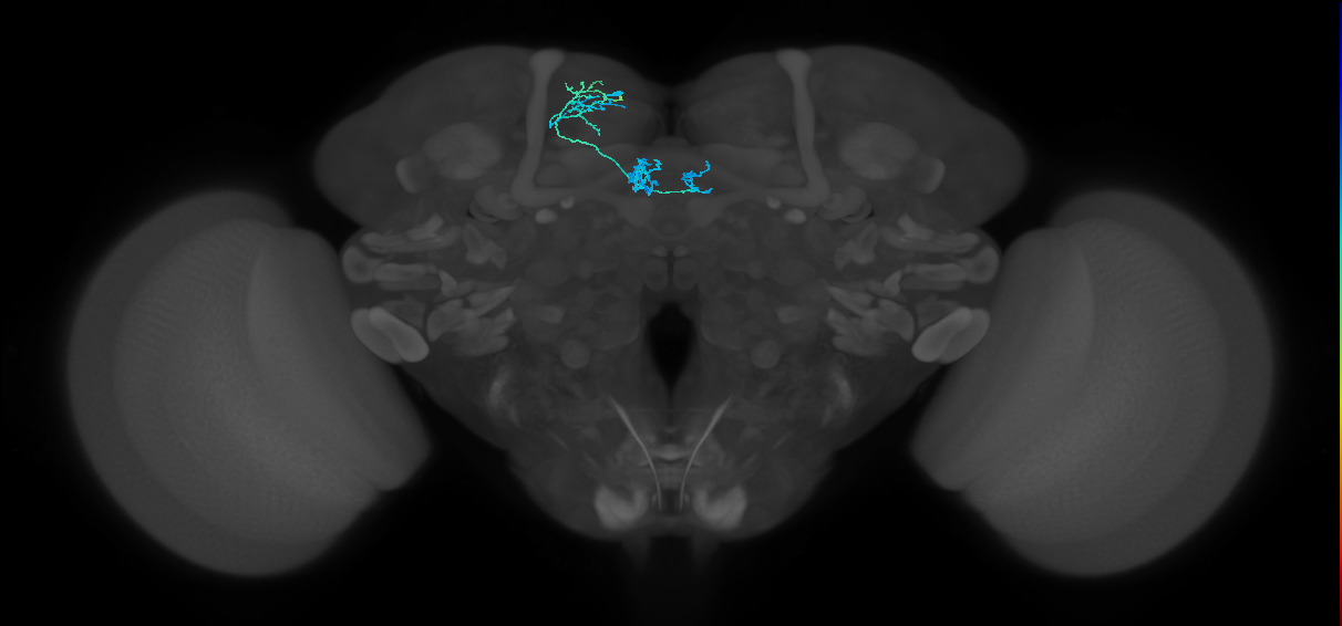PAM01_a(y5)_L (FlyEM-HB:644870768)