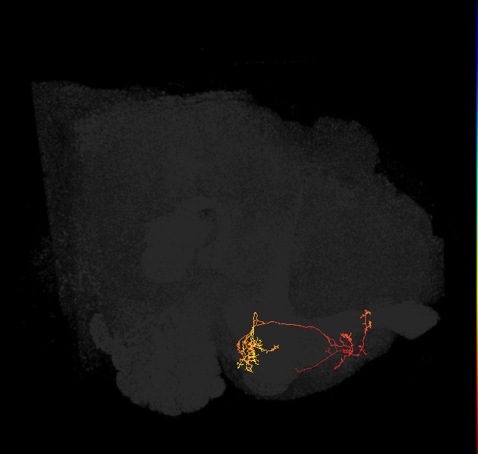 PAM01_a(y5)_L (FlyEM-HB:674519060)