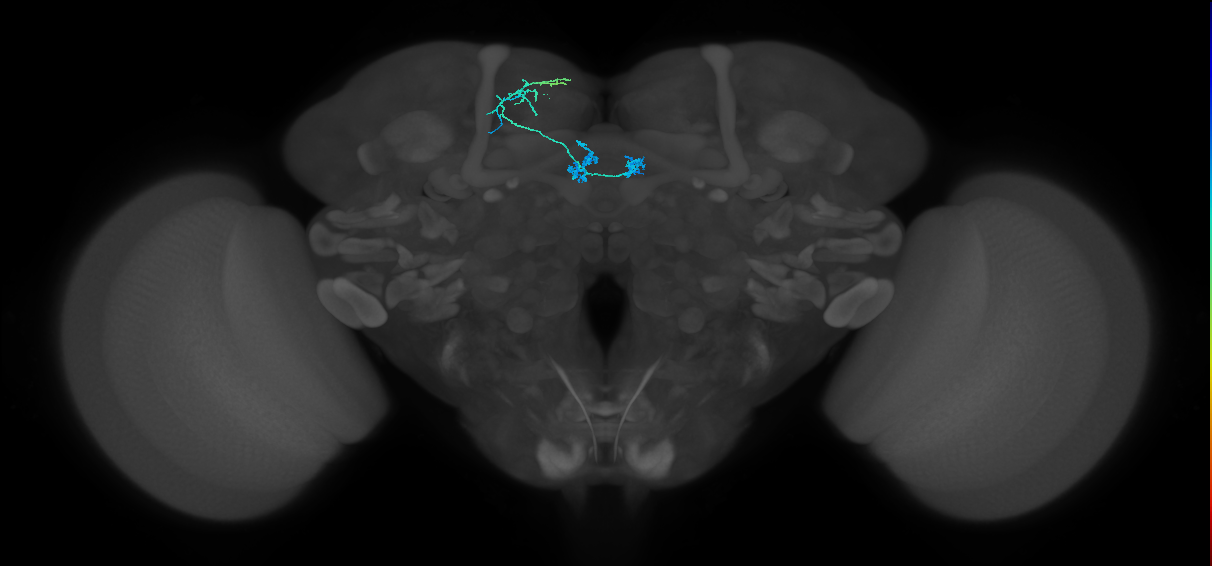 PAM01_a(y5)_L (FlyEM-HB:674519060)