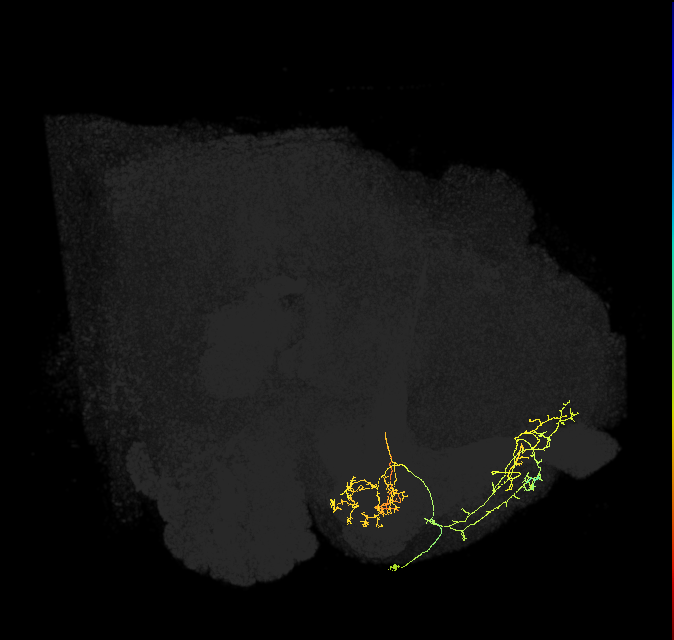 PAM01_b(y5)_R (FlyEM-HB:613398716)