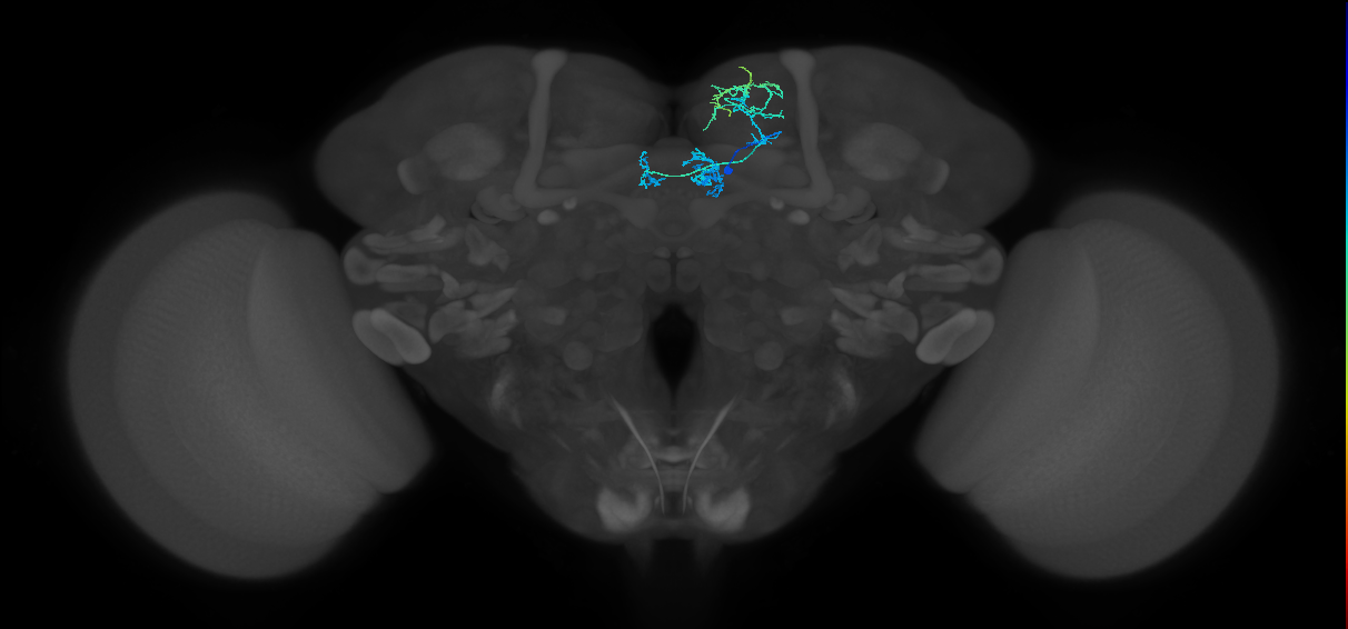 PAM01_b(y5)_R (FlyEM-HB:456174330)