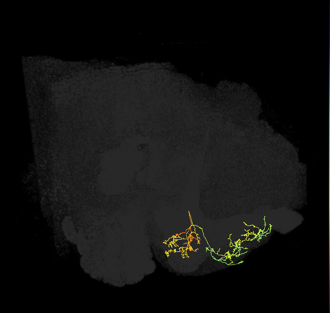 PAM01_b(y5)_R (FlyEM-HB:925799233)