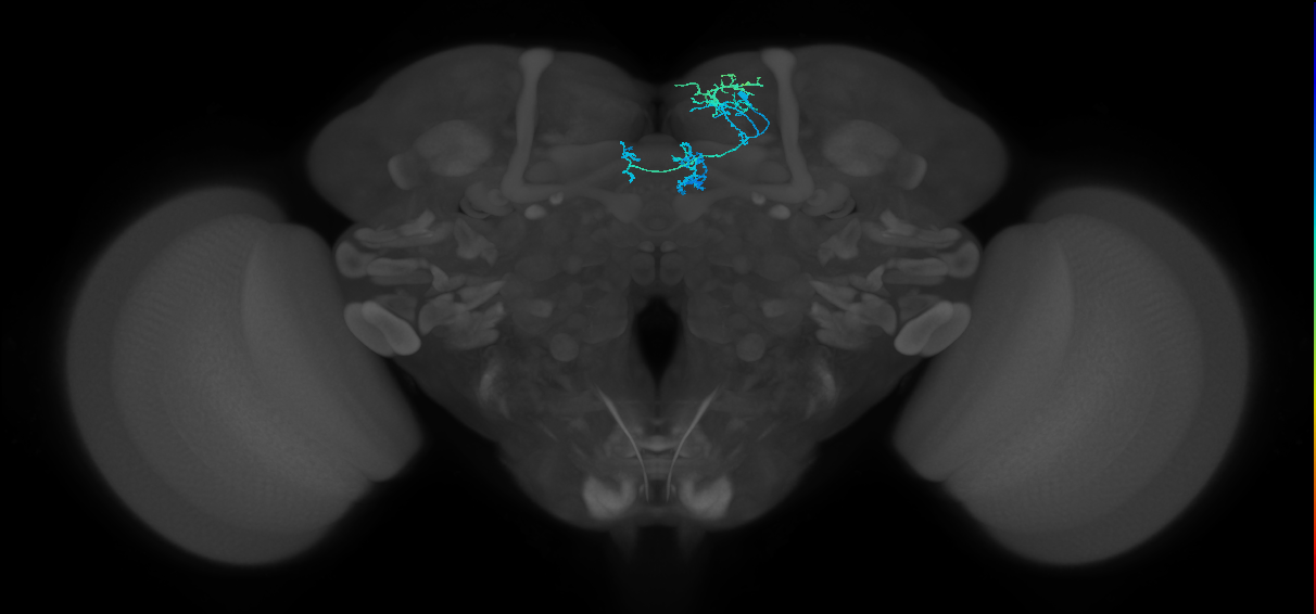 PAM01_b(y5)_R (FlyEM-HB:925799233)