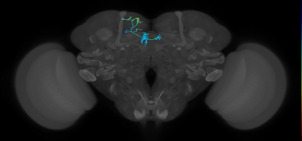 PAM01_b(y5)_L (FlyEM-HB:5812979558)