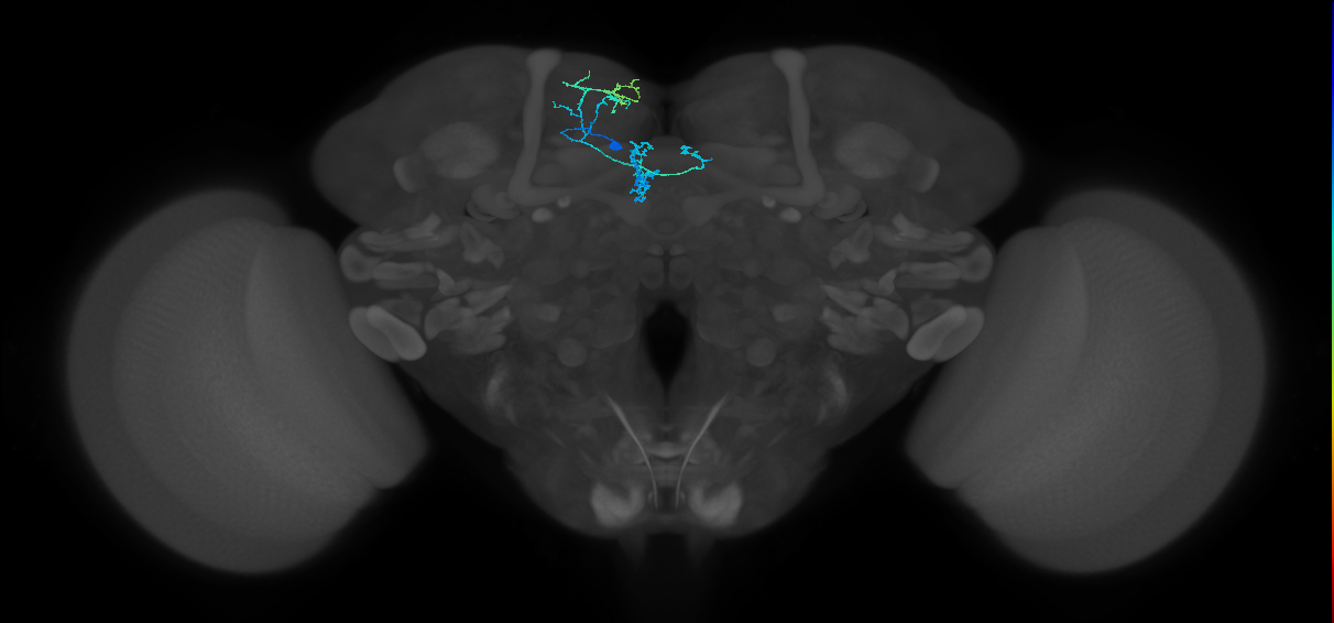 PAM01_b(y5)_L (FlyEM-HB:5812979172)