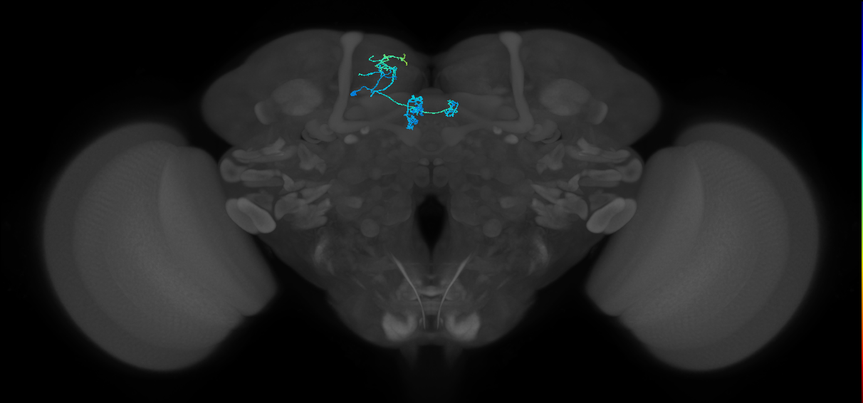 PAM01_b(y5)_L (FlyEM-HB:1233492573)