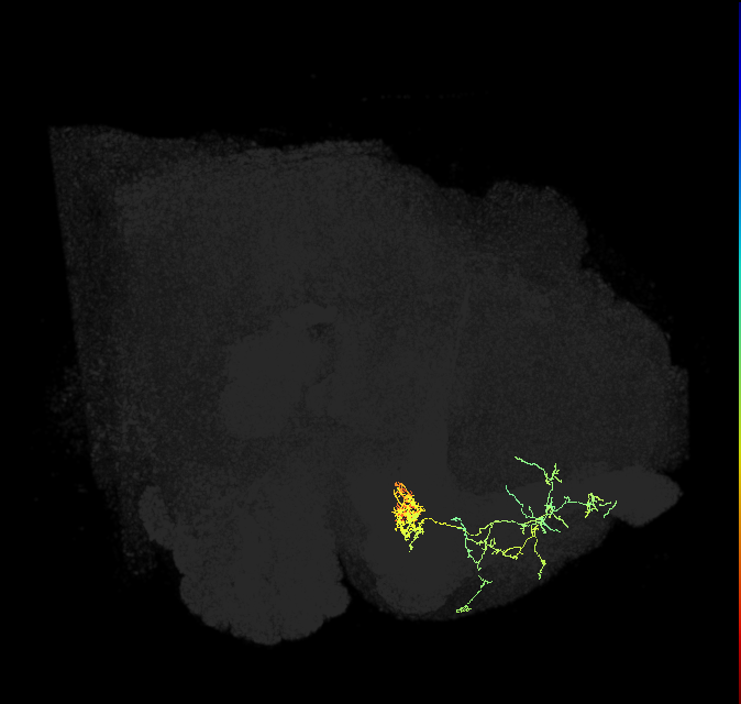 PAM02(B&bsol;'2a)_R (FlyEM-HB:1172372655)
