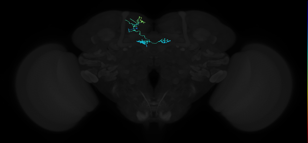 dopaminergic PAM neuron 2