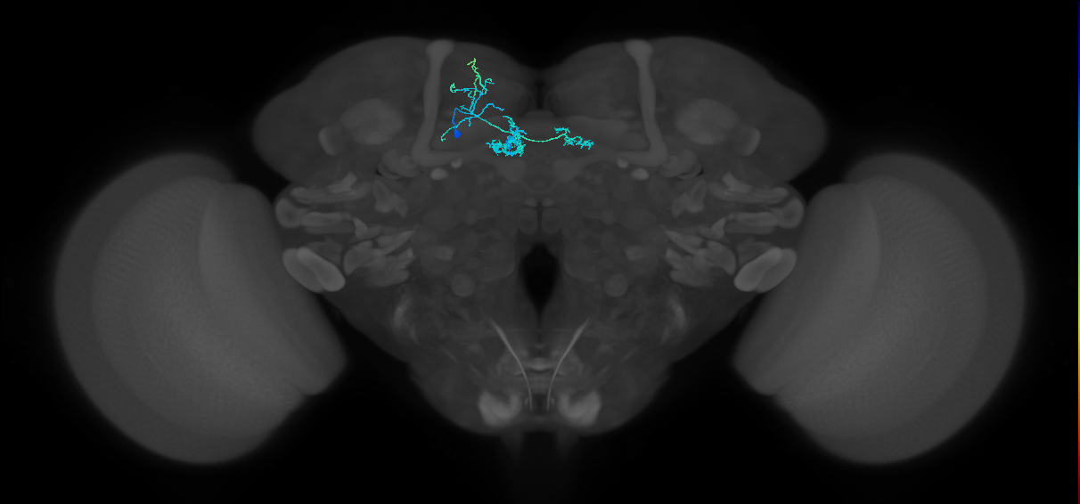 PAM02(B&bsol;'2a)_L (FlyEM-HB:5813040941)