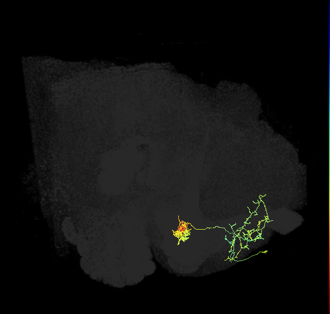 PAM02(B&bsol;'2a)_R (FlyEM-HB:1171690432)