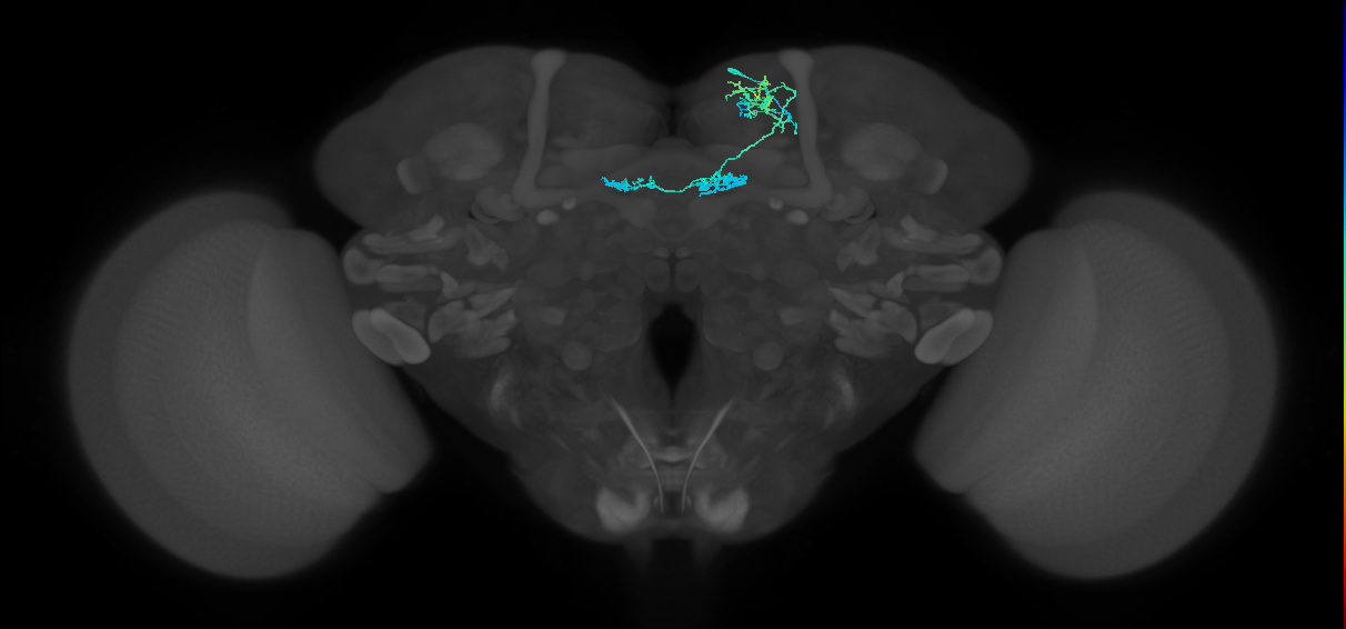 PAM02(B&bsol;'2a)_R (FlyEM-HB:1171690432)