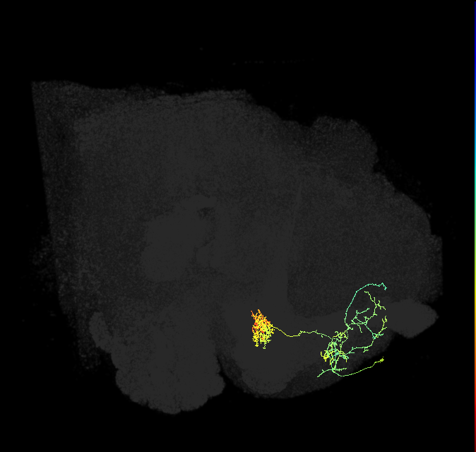 PAM02(B&bsol;'2a)_R (FlyEM-HB:5813098776)