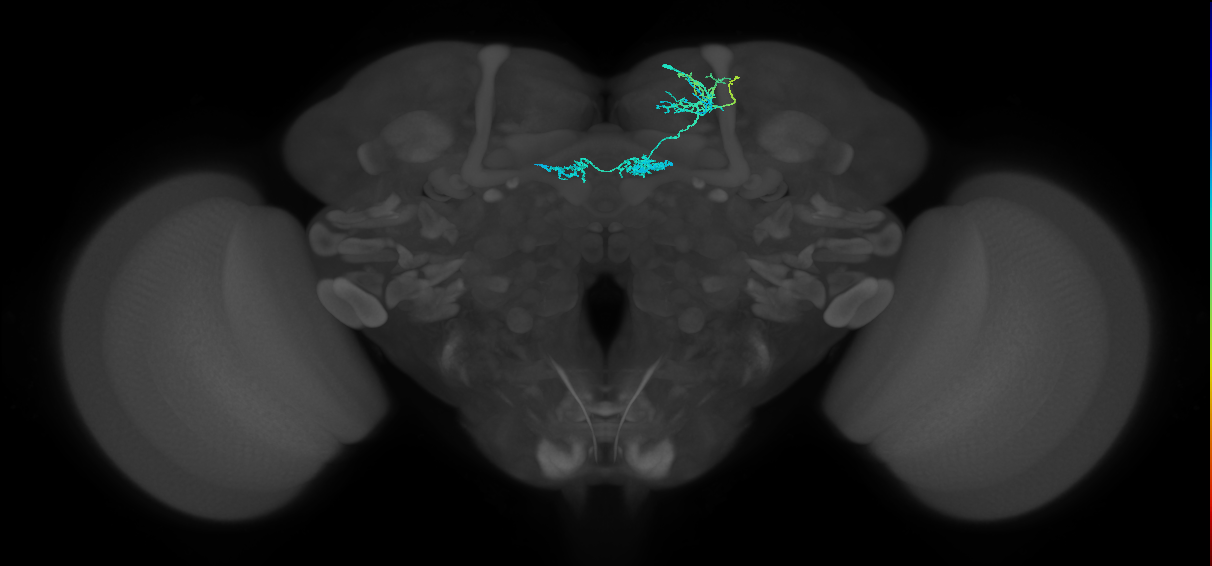 PAM02(B&bsol;'2a)_R (FlyEM-HB:5813098776)