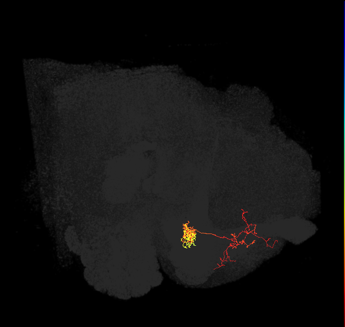 PAM02(B&bsol;'2a)_L (FlyEM-HB:5812982727)